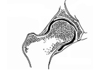articulação coxo-femoral 