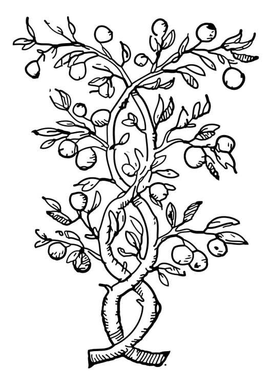 Ã¡rvore frutÃ­fera 
