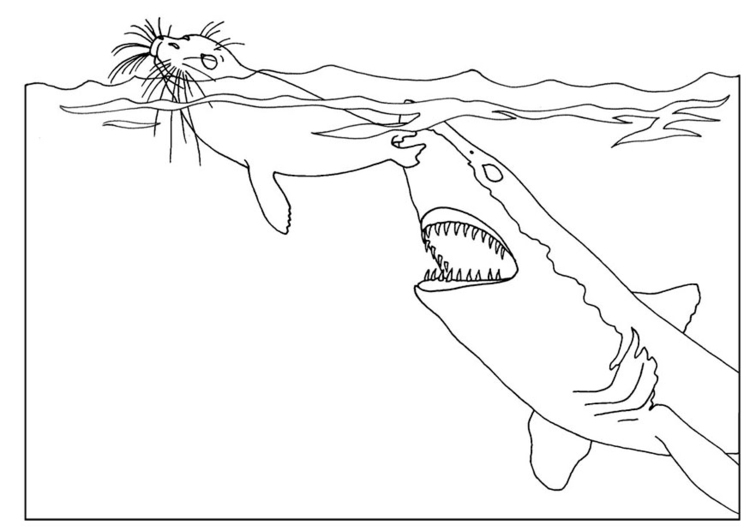 Página para colorir ataque de tubarÃ£o
