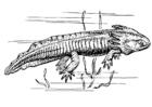 paginas-para-colorir axolote 
