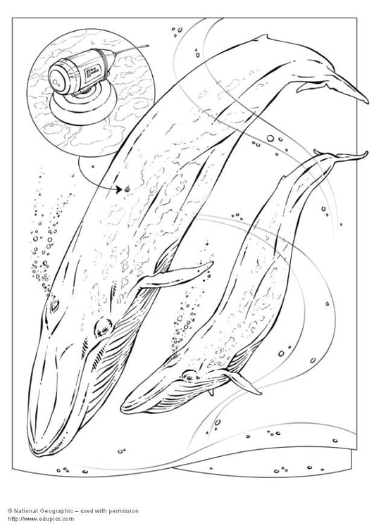 Página para colorir baleia azul