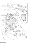 Página para colorir baleia corcunda