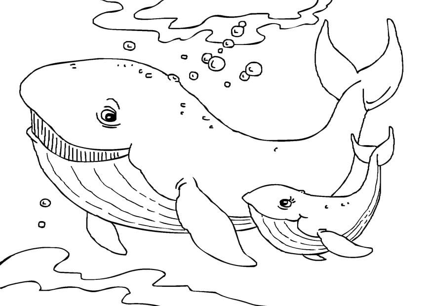Página para colorir baleia