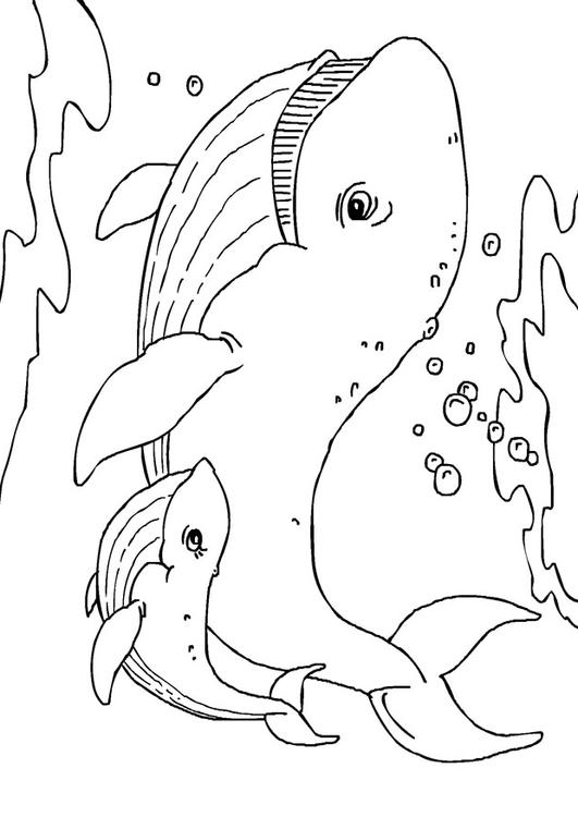 Desenhos de Baleia para colorir - Bora Colorir