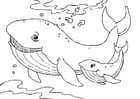 Página para colorir baleia