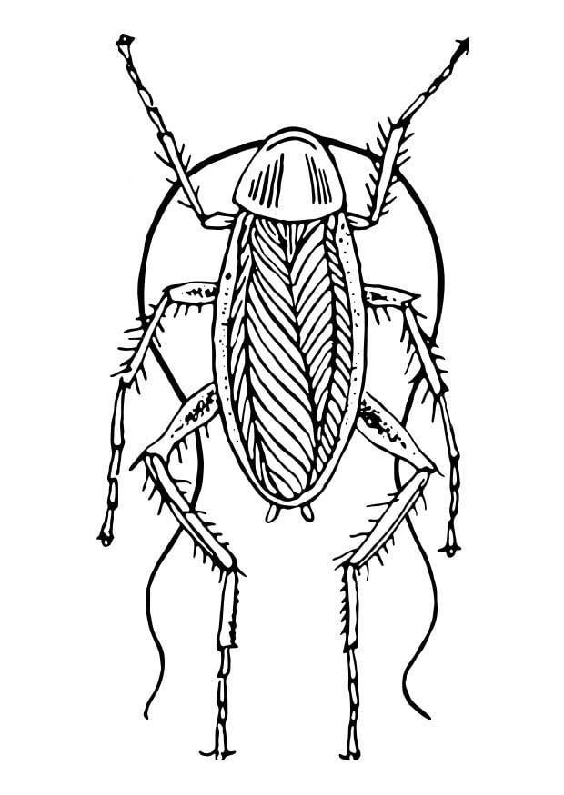 Desenhos de Barata para Imprimir e Colorir