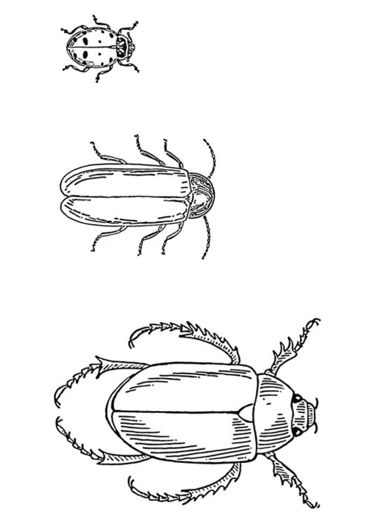 besouros 