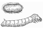 P�ginas para colorir bicho da seda com casulo 