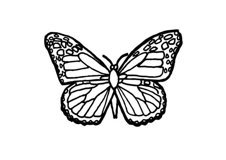 Página para colorir borboleta 