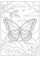 borboleta em uma folha