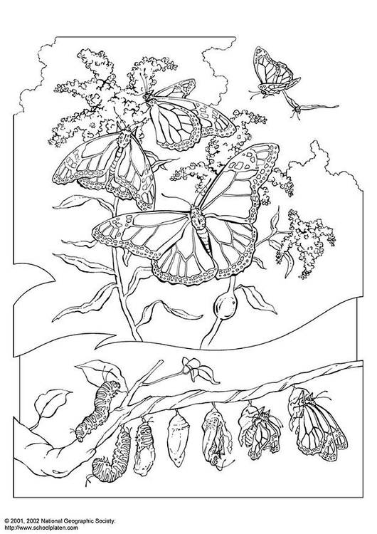 Página para colorir borboleta-monarca