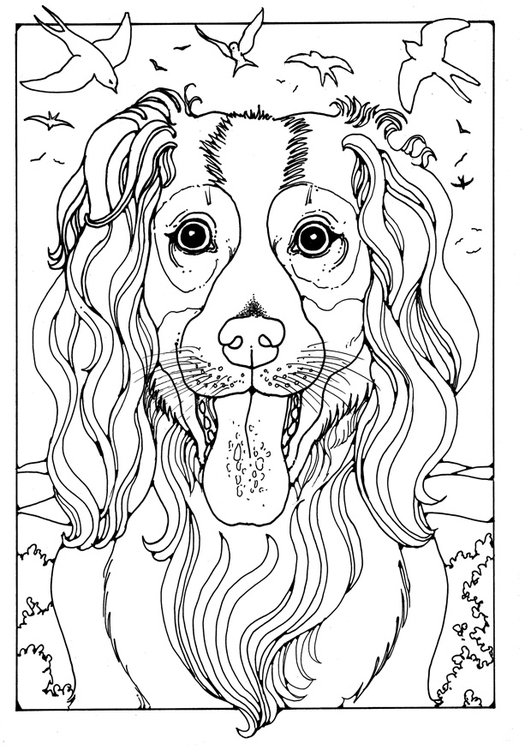 Desenho Para Colorir cachorro - pastor inglês - Imagens Grátis Para  Imprimir - img 27993