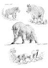 paginas-para-colorir cabra da montanha