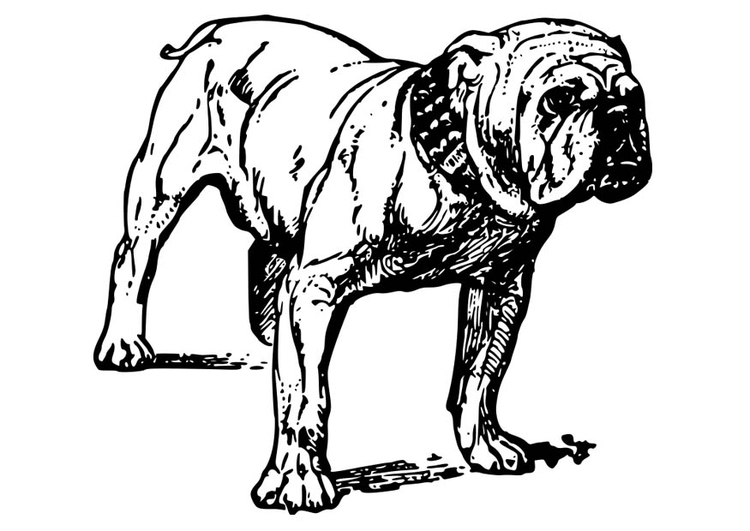 Página para colorir cachorro - buldogue 