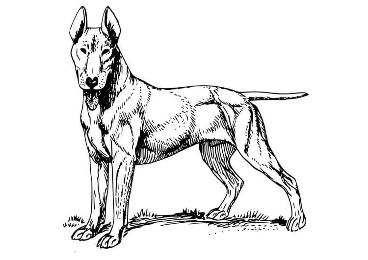 Página para colorir cachorro - bull terrier