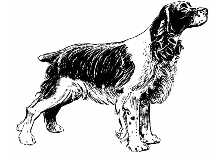 Página para colorir cachorro - cocker spaniel 
