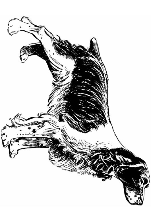 cachorro - cocker spaniel 