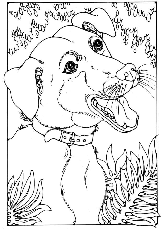 Desenho de cachorro grande para colorir