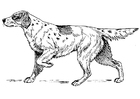 paginas-para-colorir cachorro - setter 