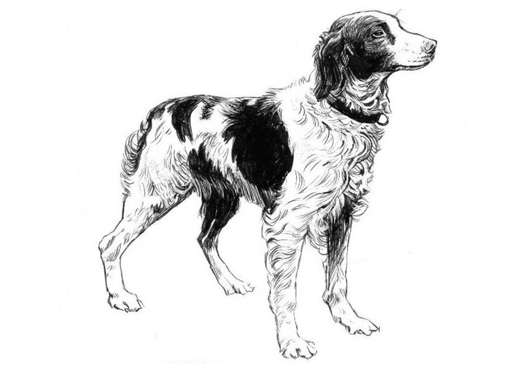 Página para colorir cachorro - spaniel 