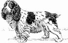 Página para colorir cachorro - spaniel