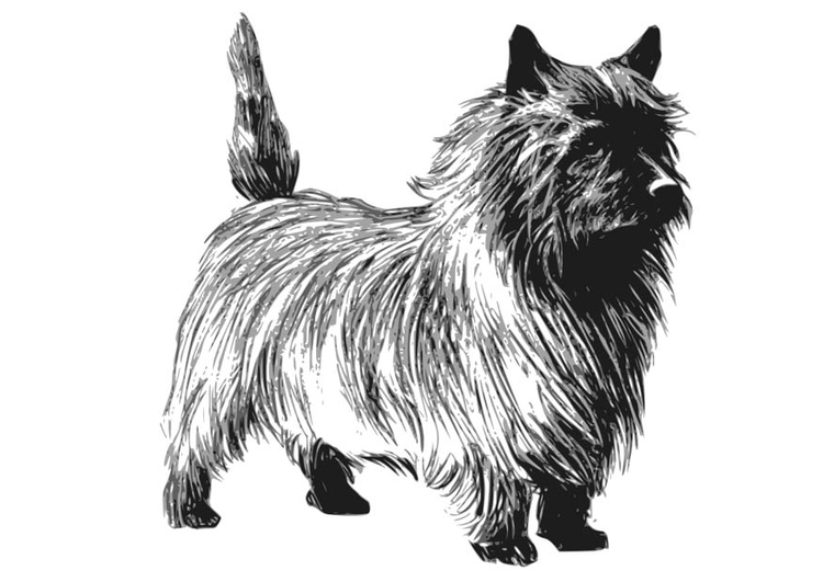 Página para colorir cachorro - terrier