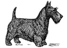 Página para colorir cachorro - terrier escocÃªs 