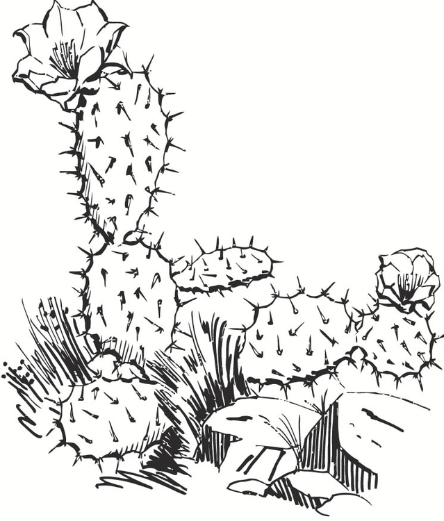 Página para colorir cactus