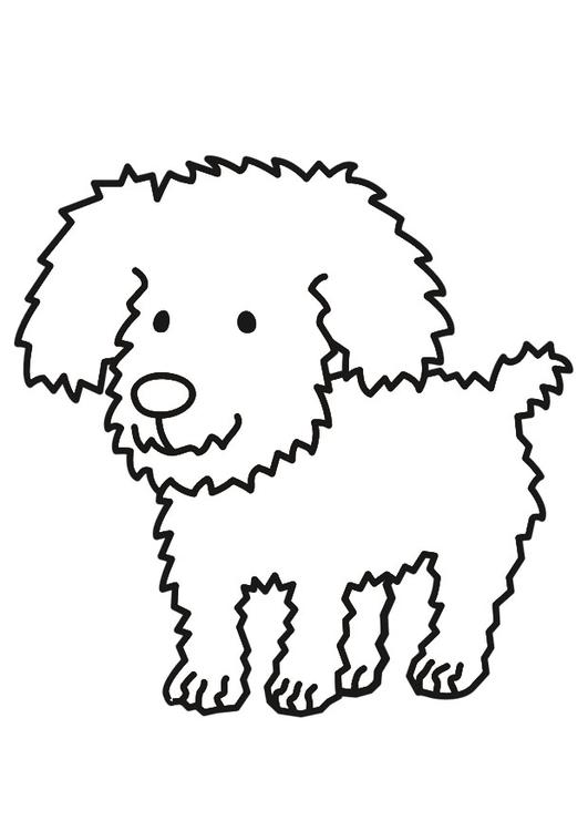 cão