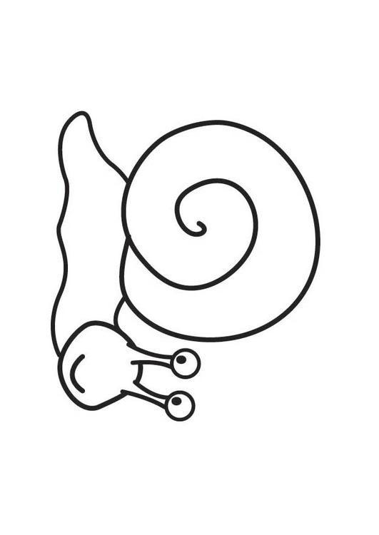 caracol