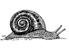 caracol 