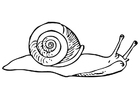 caracol