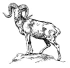 carneiro-da-montanha
