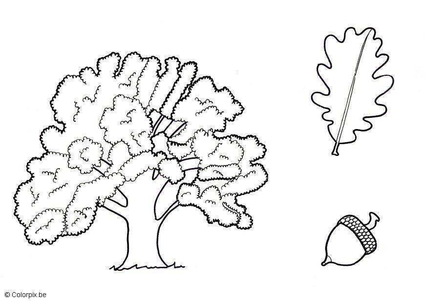 Desenho de Colorir com números: Carvalho para colorir