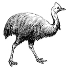 paginas-para-colorir casuar 