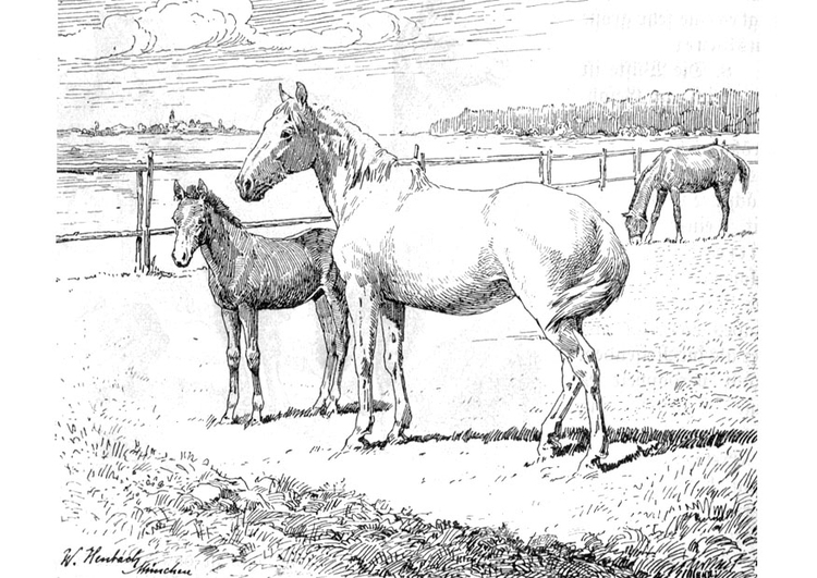 Página para colorir cavalo com potro 