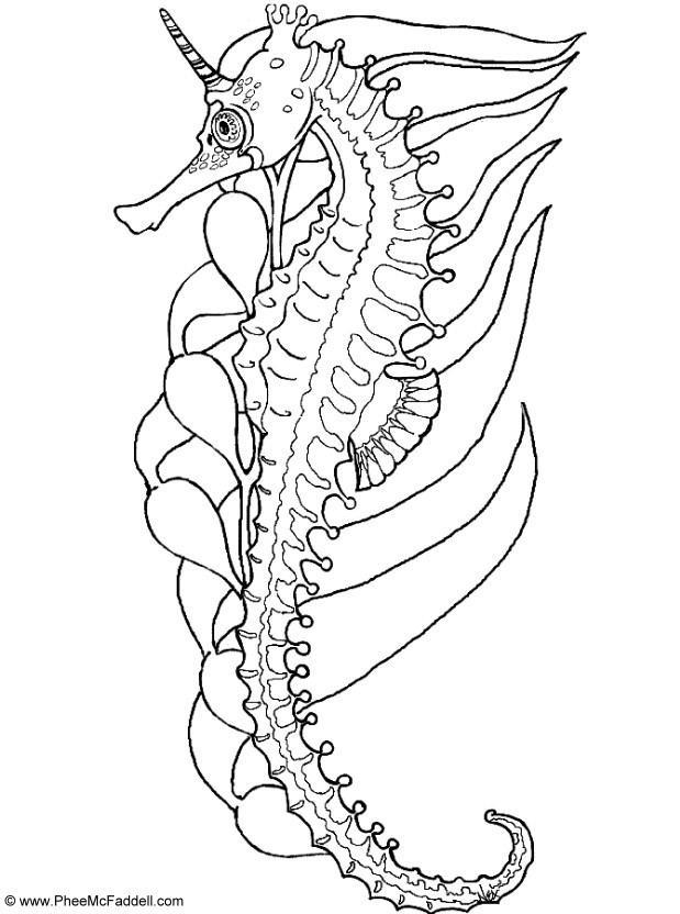 Desenho Para Colorir cavalo marinho - Imagens Grátis Para Imprimir