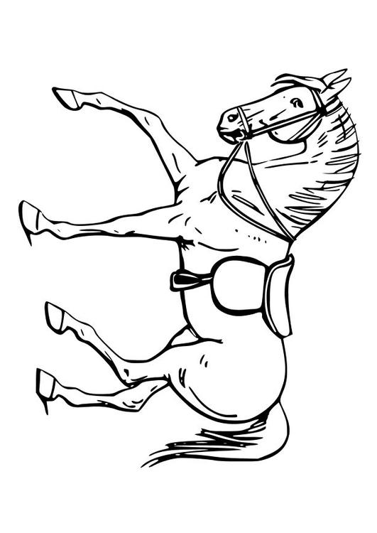 cavalo
