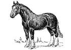 cavalo