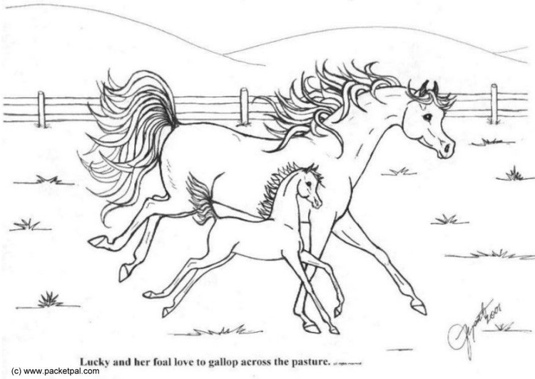 Página para colorir cavalos a galope