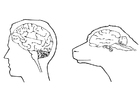 cérebro humano e da ovelha