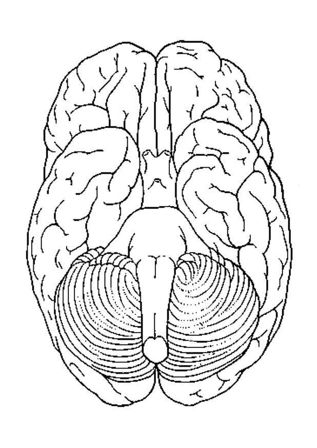 Página para colorir cÃ©rebro, vista inferior
