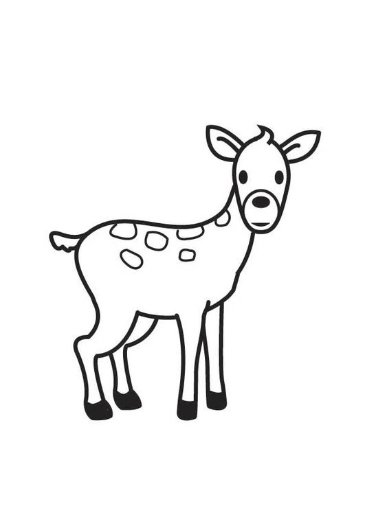 cervo