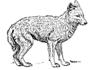 paginas-para-colorir chacal 