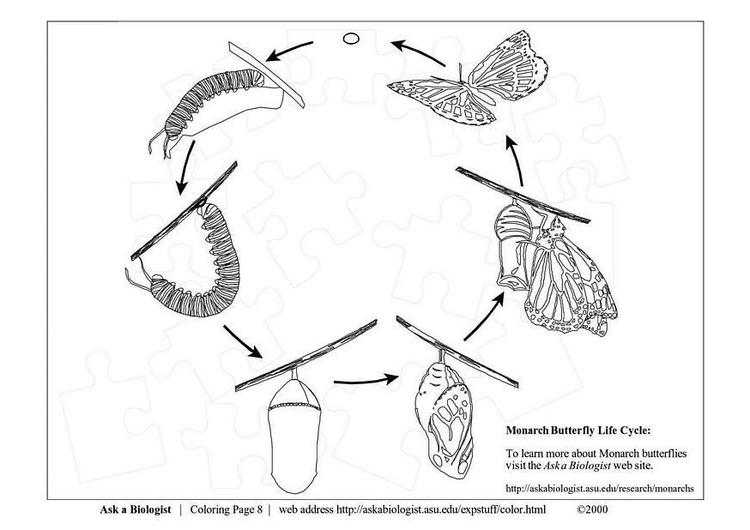 Página para colorir ciclo da borboleta