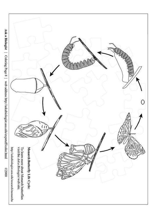 ciclo da borboleta