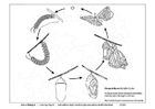 P�ginas para colorir ciclo da borboleta