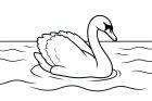 cisne na água