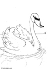 P�ginas para colorir cisne