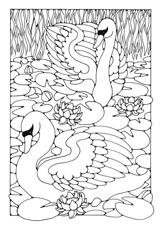 Página para colorir cisnes 